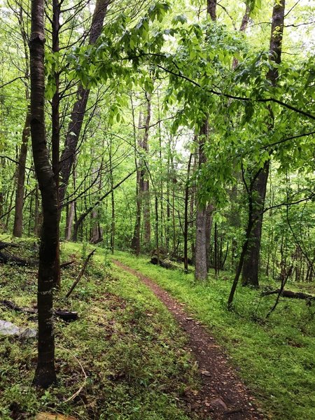 The Wood Ducky Way trail travels through some beautiful thick forests.