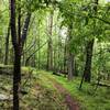 The Wood Ducky Way trail travels through some beautiful thick forests.