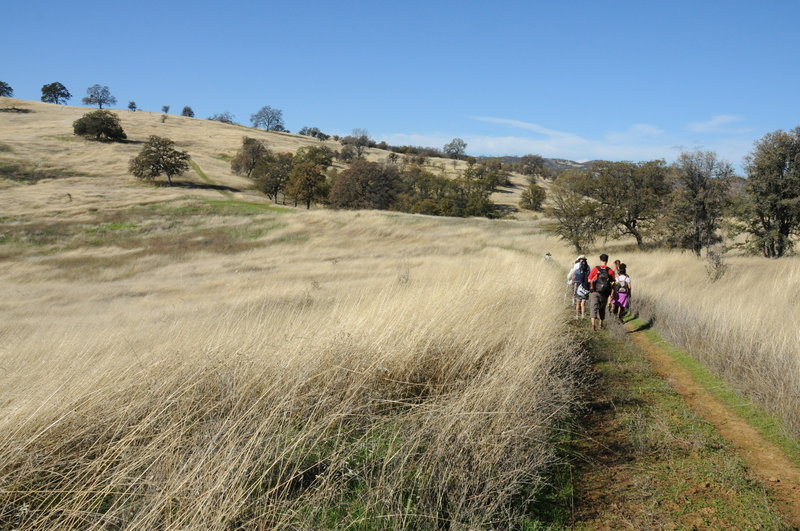 Craig Canyon -Thompson Canyon Trail through oak grassland.