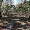 Rails to trails through the swamp.