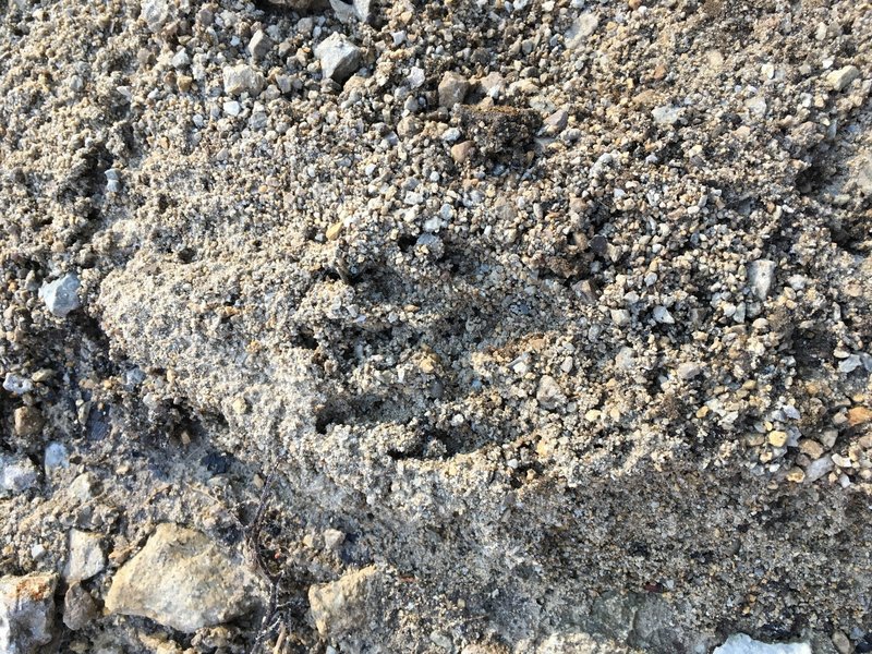 Fresh evidence of Raccoons on the trail