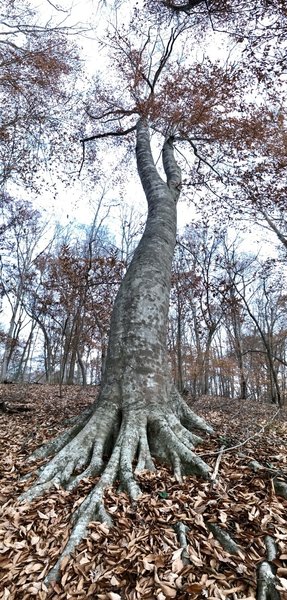 Magnificient Beech Tree