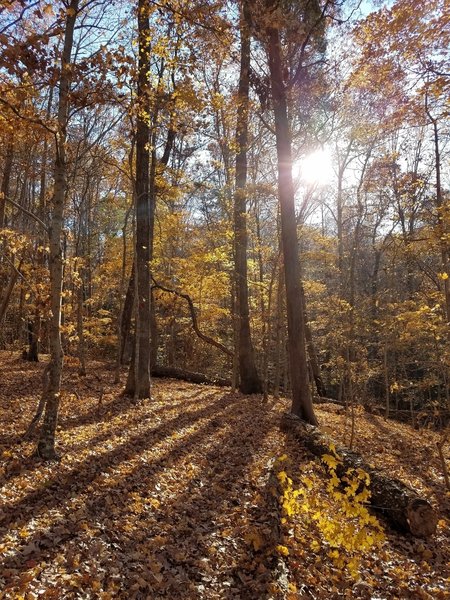 Beautiful fall foliage.