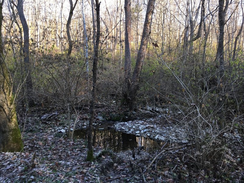 Stream Running by the Woodland Trail