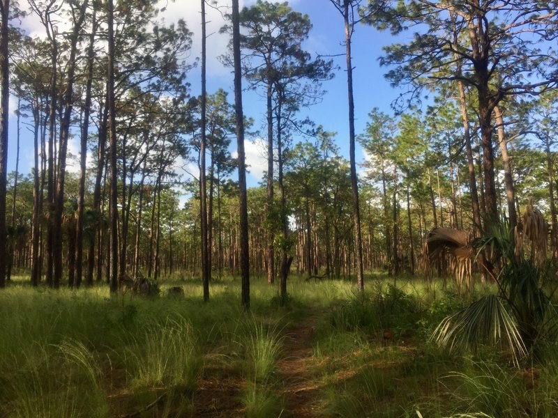 Open views along the trail