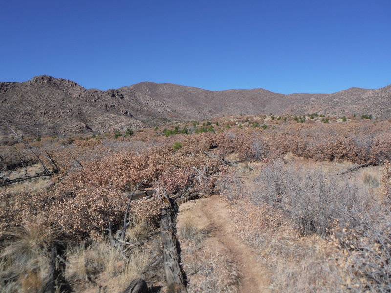 Approach to Rendija Ridge (rocky outcrop on the left) looking west. Hills form the headwaters of Rendija canyon on the right.