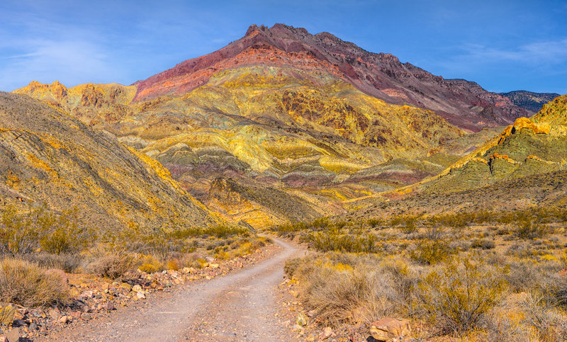 Desert superbloom along Titus Canyon Rd.