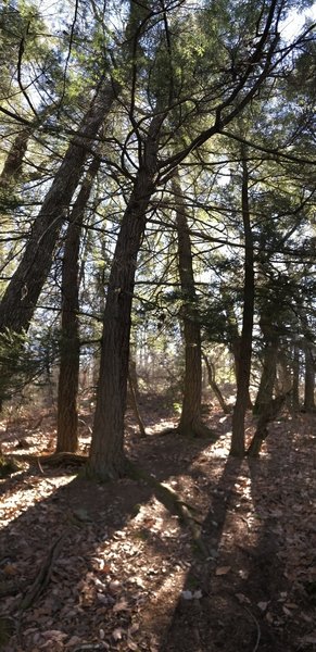 A lovely Hemlock grove on the ridge