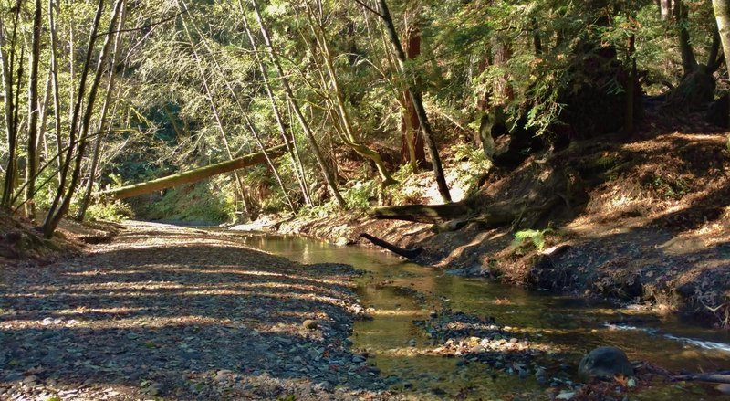 Aptos Creek at the Old Growth Loop Trail crossing