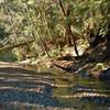 Aptos Creek at the Old Growth Loop Trail crossing