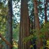 Giant, majestic old growth redwoods along the Old Growth Loop Trail