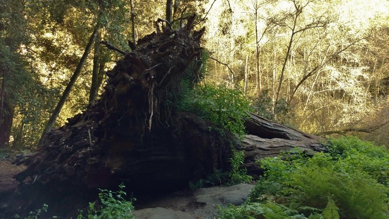 Advocate Tree. This old growth redwood was 265 feet tall, and thought to be over 1000 years old, when it fell down during the 2017 winter storms.