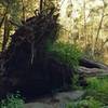 Advocate Tree. This old growth redwood was 265 feet tall, and thought to be over 1000 years old, when it fell down during the 2017 winter storms.