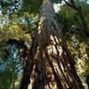 Advocate Tree II perhaps, an immense old growth redwood standing close to the original Advocate Tree