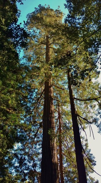 Advocate Tree II (possibly) dwarfs the giant redwood trees next to it. The original Advocate Tree toppled during the 2017 winter storms.