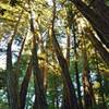 Redwood trees in the Twisted Grove twist as the grow to re-orient themselves after being upset by the 1989 Loma Prieta Earthquake, magnitude 6.9. Normally, redwoods grow straight as an arrow.