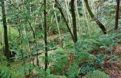Aptos Creek below Aptos Rancho Trail, as the trail follows the creek upstream