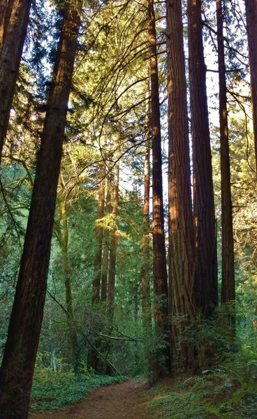 Aptos Rancho Trail travels through the redwoods of Forest of Nisene Marks State Park