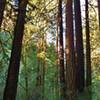 Aptos Rancho Trail travels through the redwoods of Forest of Nisene Marks State Park