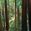 A creek valley drops off to the right (south side) of  Vienna Woods trail in the redwood forest