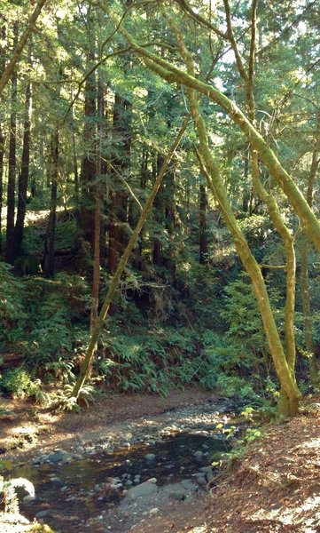 Aptos Creek at the Terrace Trail crossing