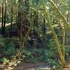 Aptos Creek at the Terrace Trail crossing