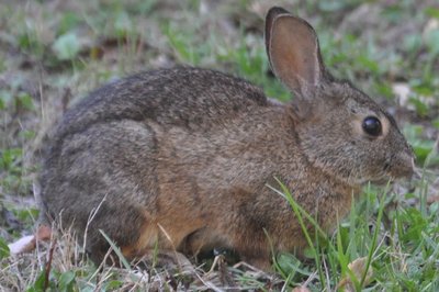 Bunny