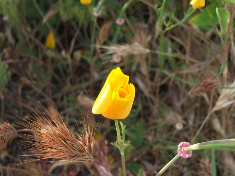 California Poppy