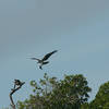 Osprey Carrying a Fish