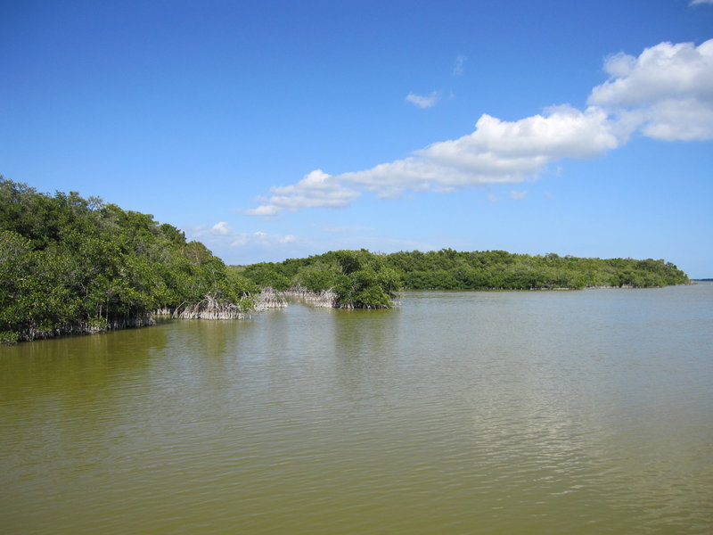 Mangrove forest