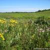 Prairie at Crow-Hassan