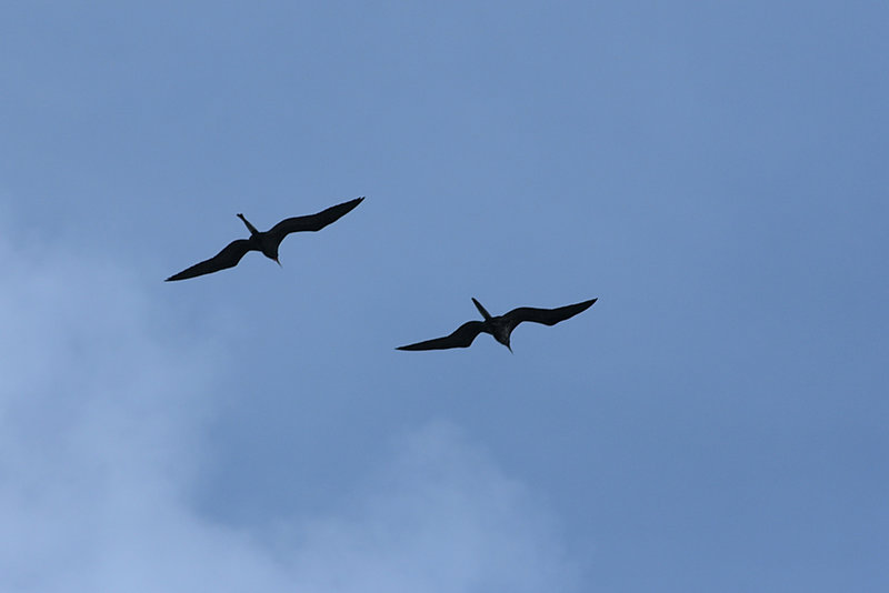 Frigate Birds