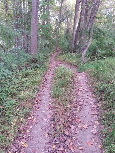 A short straight stretch along the Amphitheater Trail.