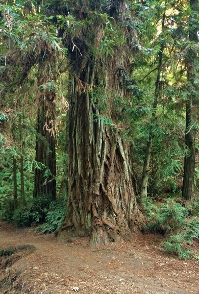 Giant old growth redwood at the Aptos Rancho/Vienna Woods trail junction. About 6 feet across, this redwood dwarfs other huge neighboring redwoods.