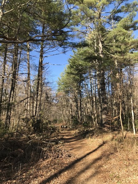 Tall pines at the start of the Shope Creek Road