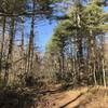 Tall pines at the start of the Shope Creek Road