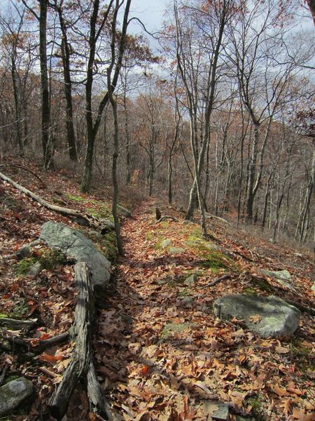 Hibernia Brook Trail.