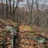 Hibernia Brook Trail.