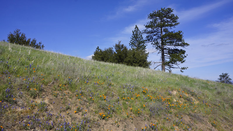 Trees and Wildflowers