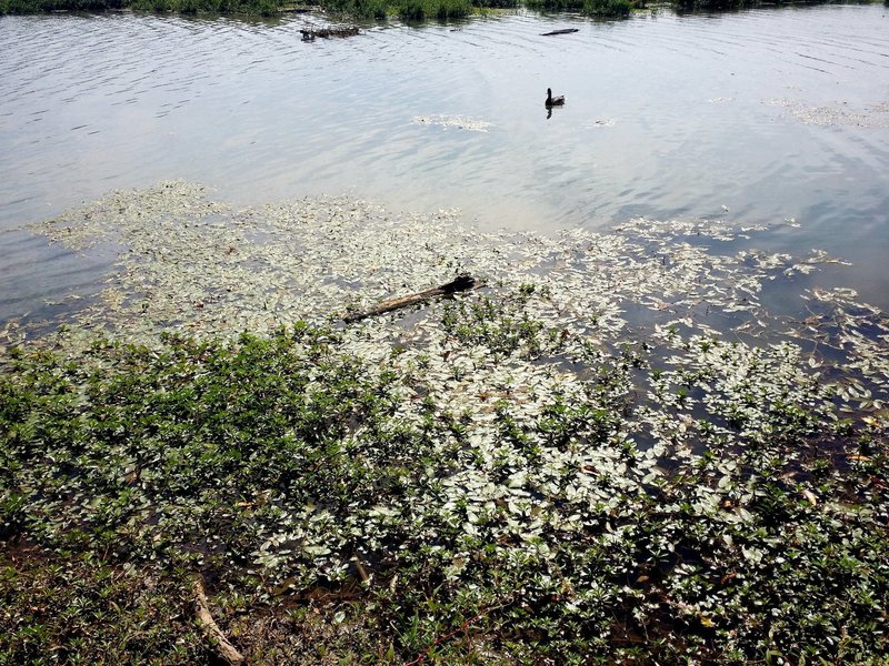 Duck in a pond