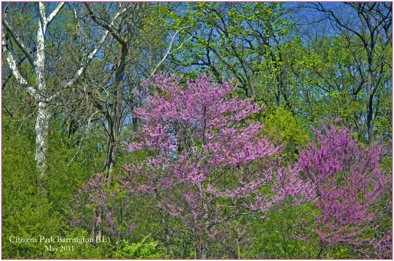 Spring -- Citizens Park Barrington (IL) May 2011