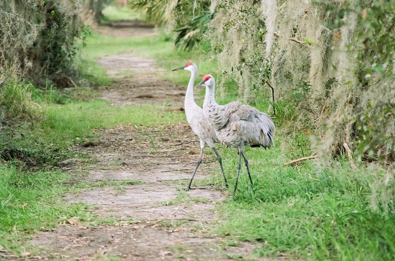 Large birds on Marsh Rabbit Run