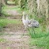 Large birds on Marsh Rabbit Run