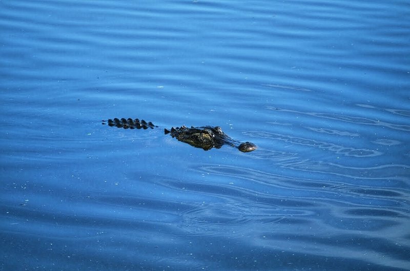 No shortage of alligators here