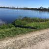 Be careful, gators may sunbathe right next to the trail.