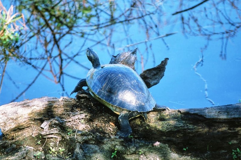 Turtle, you'll be up close to a lot of wildlife here