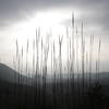 Reeds on the Calabasas Peak Motorway Trail