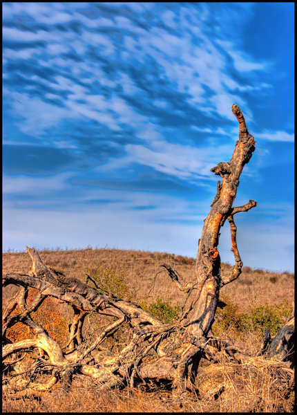 Dead tree