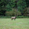 Elk in Great Smoky Mountains National Park Cataloochee Valley