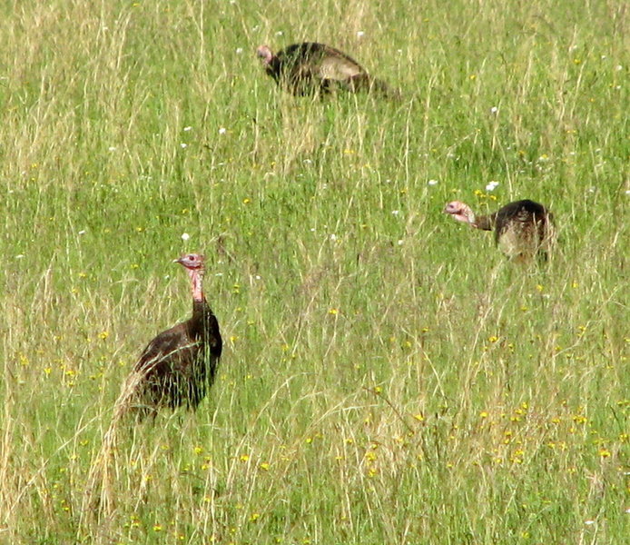 Wild Turkey, Cataloochie  Great Smokey National Park